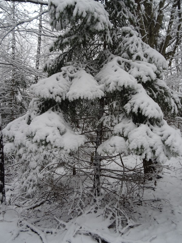 breve passeggiata tra la neve fresca di oggi.....